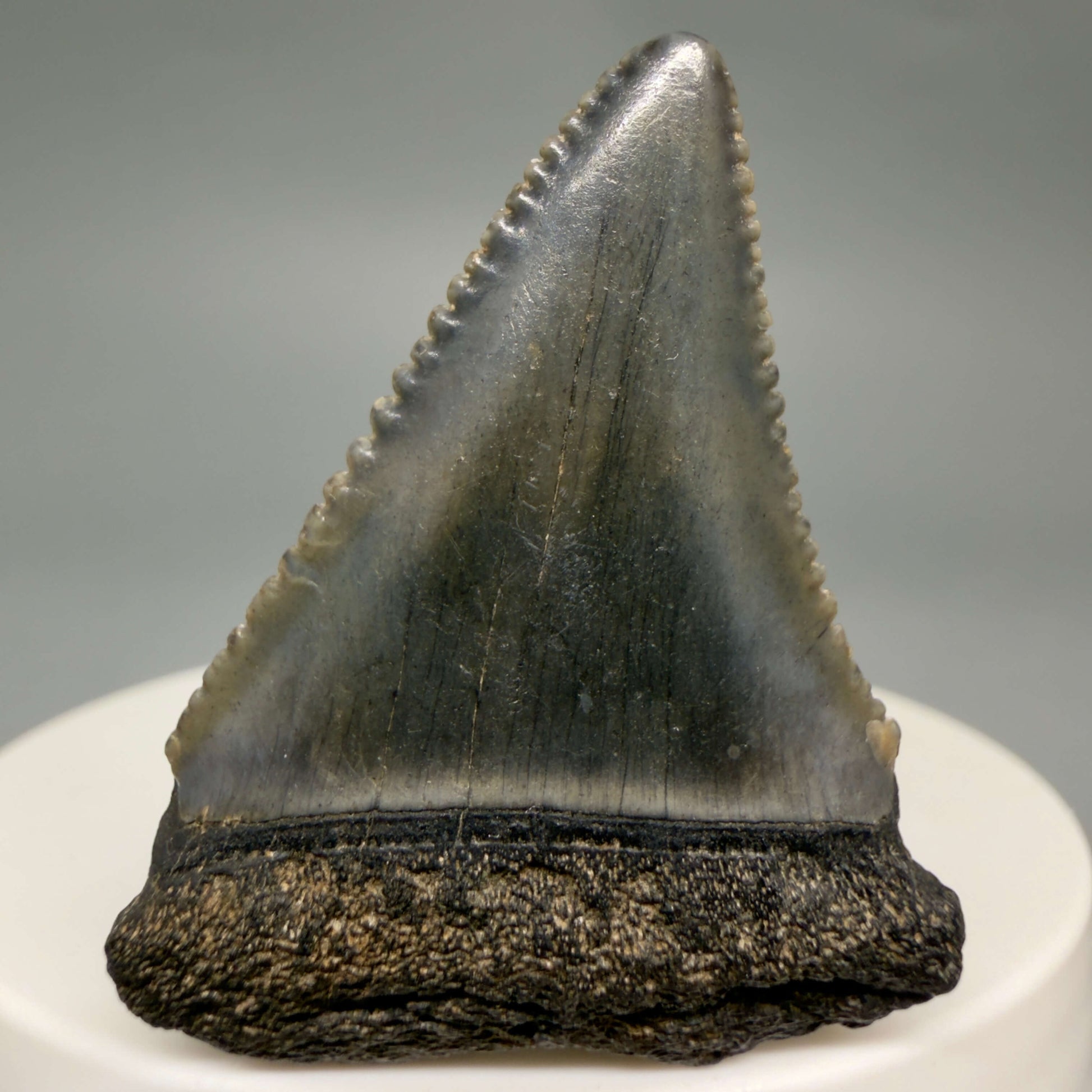 Front View Gorgeous colors and prints 1.63" Fossil Great White Shark Tooth - South Carolina GW1365