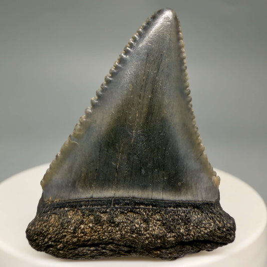 Front View Gorgeous colors and prints 1.63" Fossil Great White Shark Tooth - South Carolina GW1365