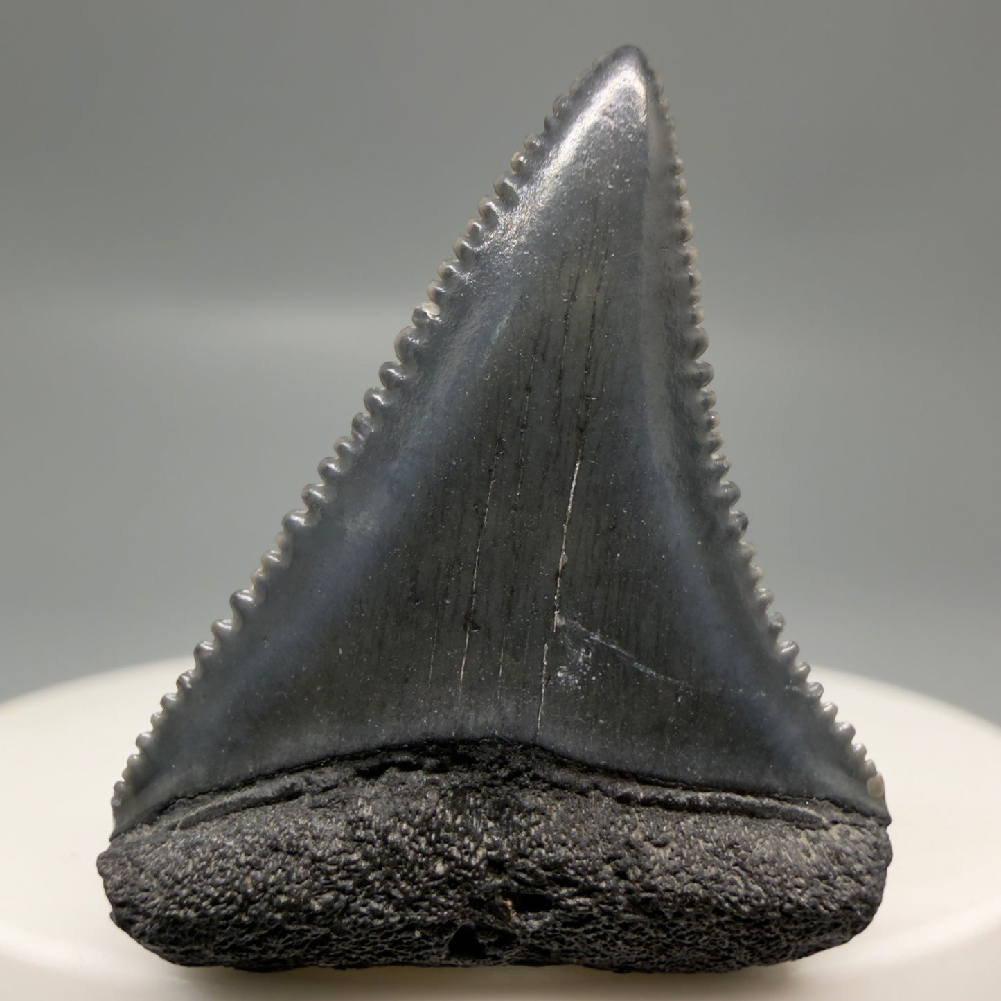 Front View Gorgeous dark colors, serrated 1.32" Fossil Great White Shark Tooth - South Carolina GW1325
