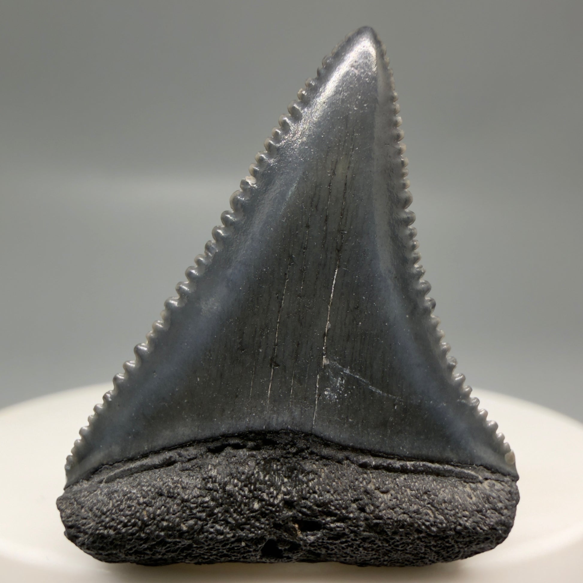 Front View Gorgeous dark colors, serrated 1.32" Fossil Great White Shark Tooth - South Carolina GW1325