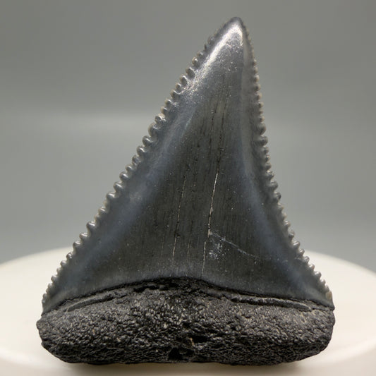 Front View Gorgeous dark colors, serrated 1.32" Fossil Great White Shark Tooth - South Carolina GW1325
