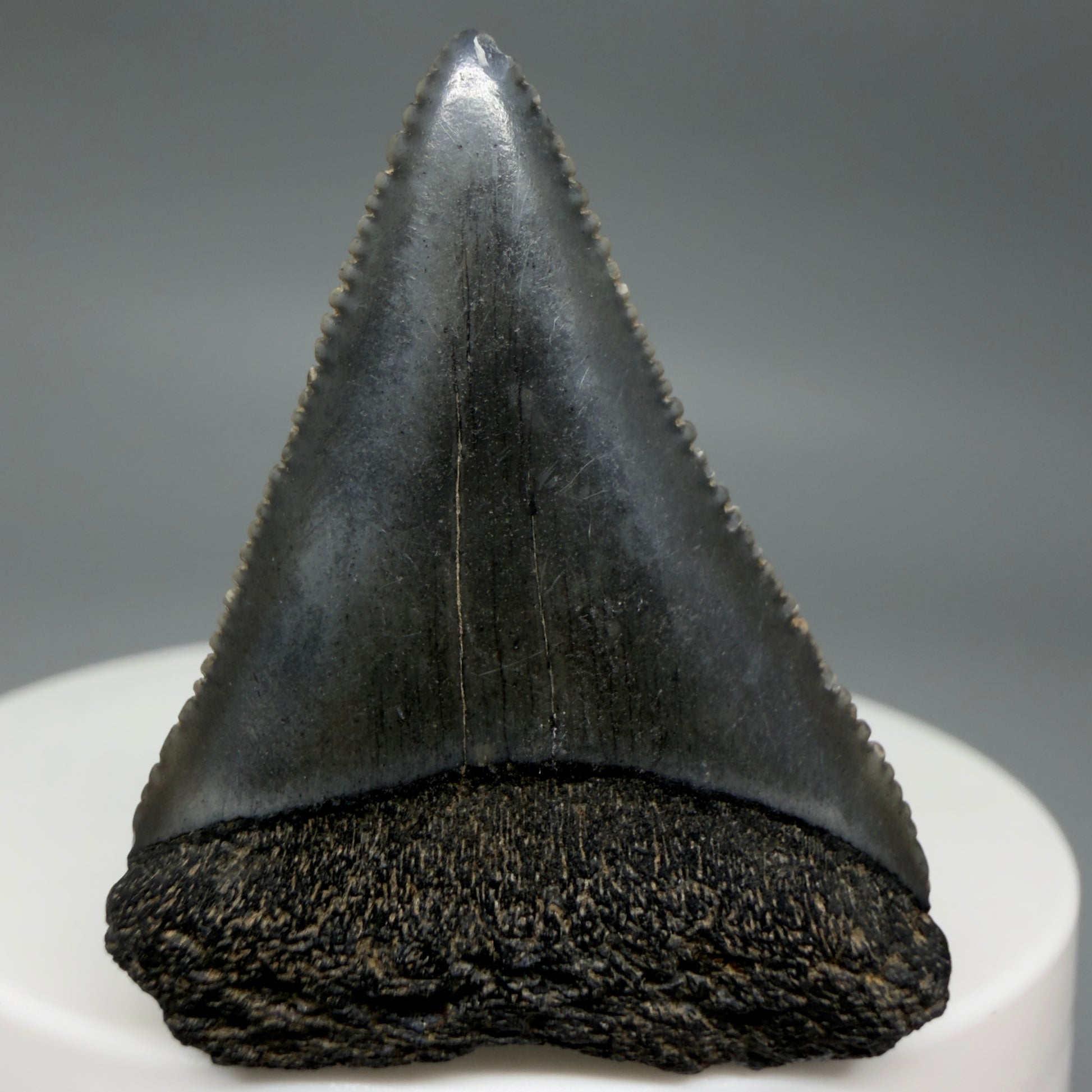 Front View Gorgeous dark colors, serrated 1.53" Fossil Great White Shark Tooth - South Carolina GW1340