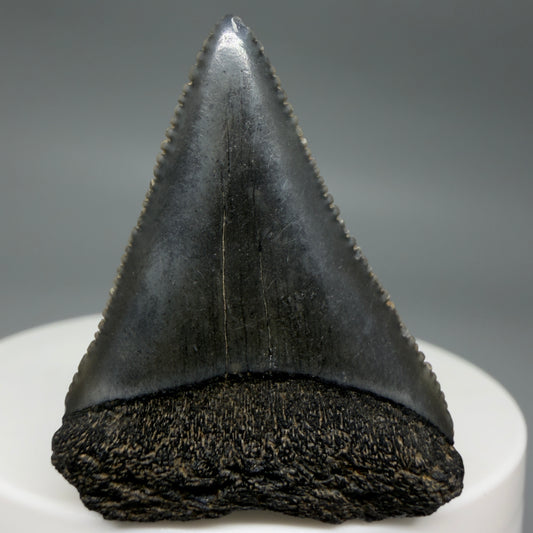 Front View Gorgeous dark colors, serrated 1.53" Fossil Great White Shark Tooth - South Carolina GW1340