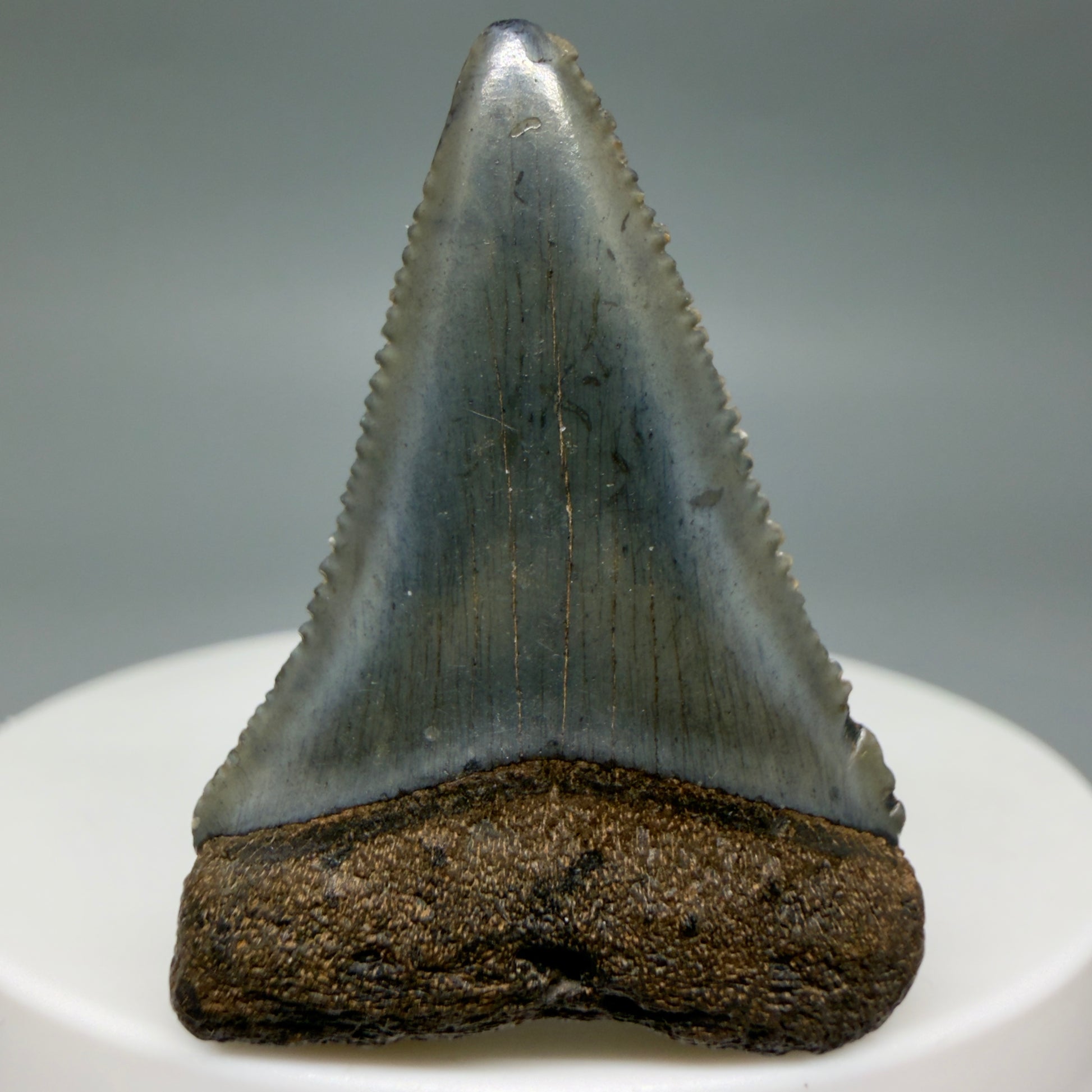 Front View Gorgeous dark colors, serrated 1.55" Fossil Great White Shark Tooth - South Carolina GW1342