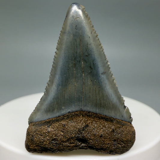 Front View Gorgeous dark colors, serrated 1.55" Fossil Great White Shark Tooth - South Carolina GW1342