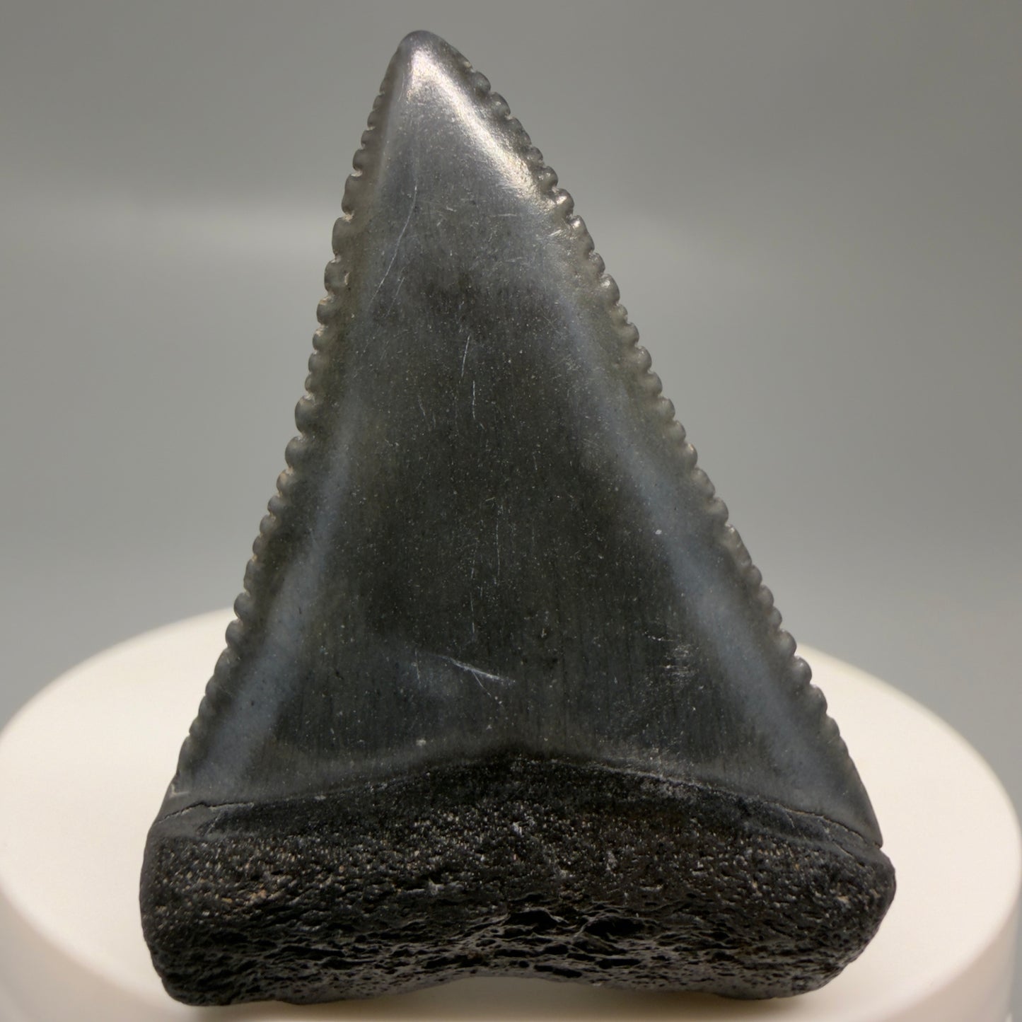 Front View Gorgeous dark colors, serrated 1.81" Fossil Great White Shark Tooth - South Carolina GW1326
