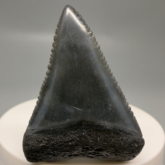 Front View Gorgeous dark colors, serrated 1.81" Fossil Great White Shark Tooth - South Carolina GW1326