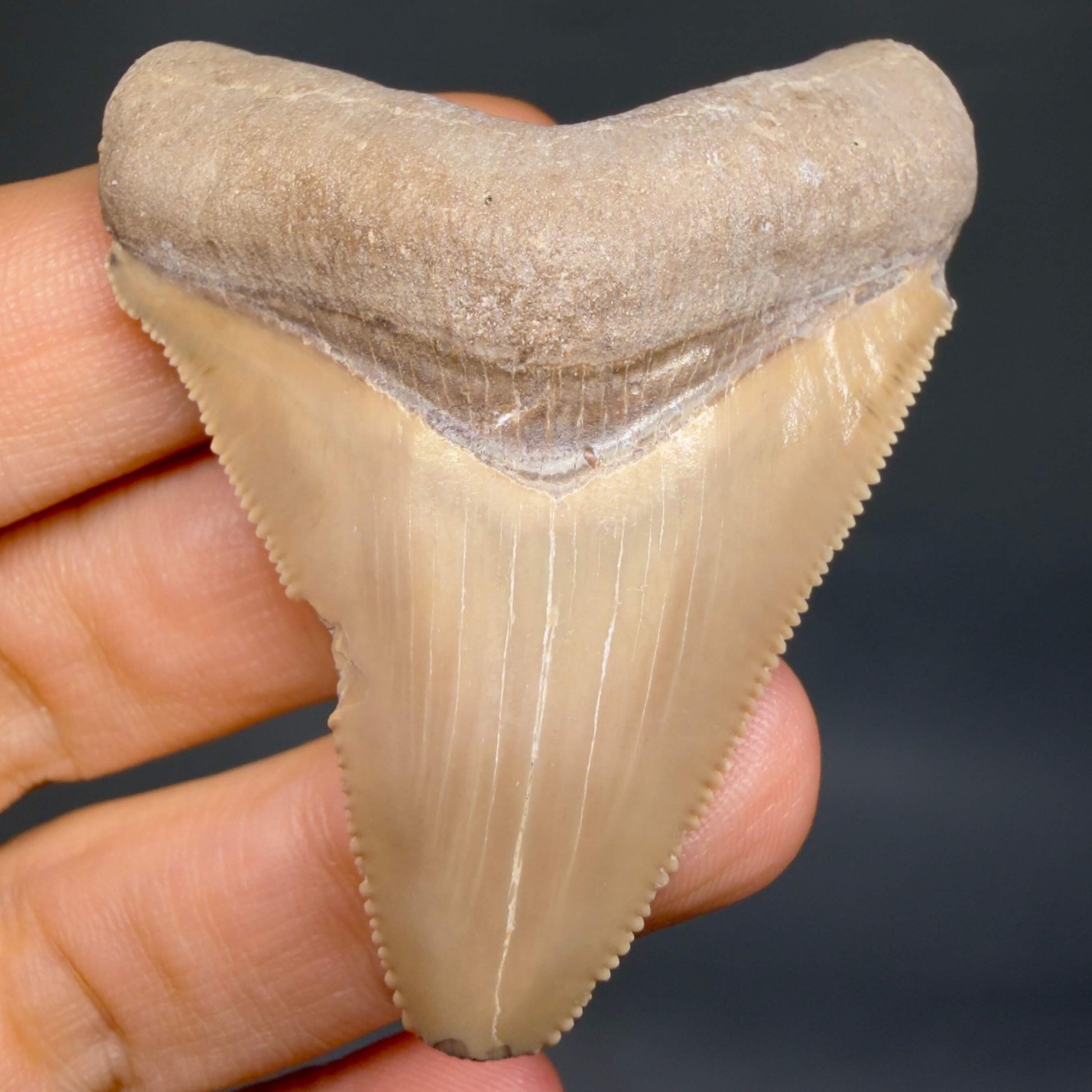 Front View Gorgeous heart-shaped, serrated 2.13" Fossil Megalodon Shark Tooth - Bone Valley, Florida megalodonteeth.com CM6676