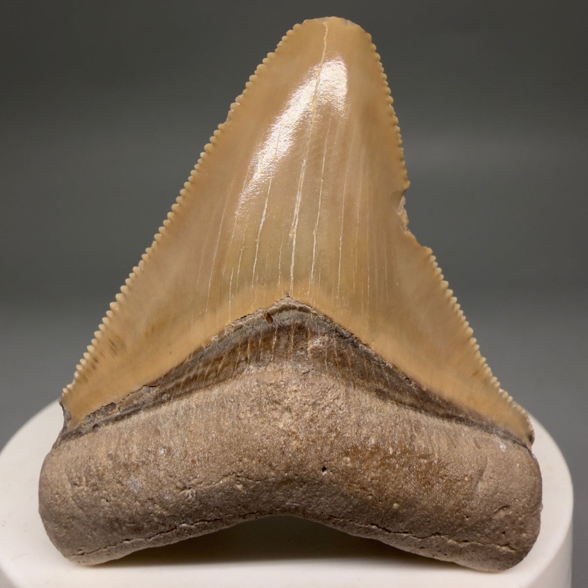 Front View Gorgeous heart-shaped, serrated 2.13" Fossil Megalodon Shark Tooth - Bone Valley, Florida megalodonteeth.com CM6676 - 1