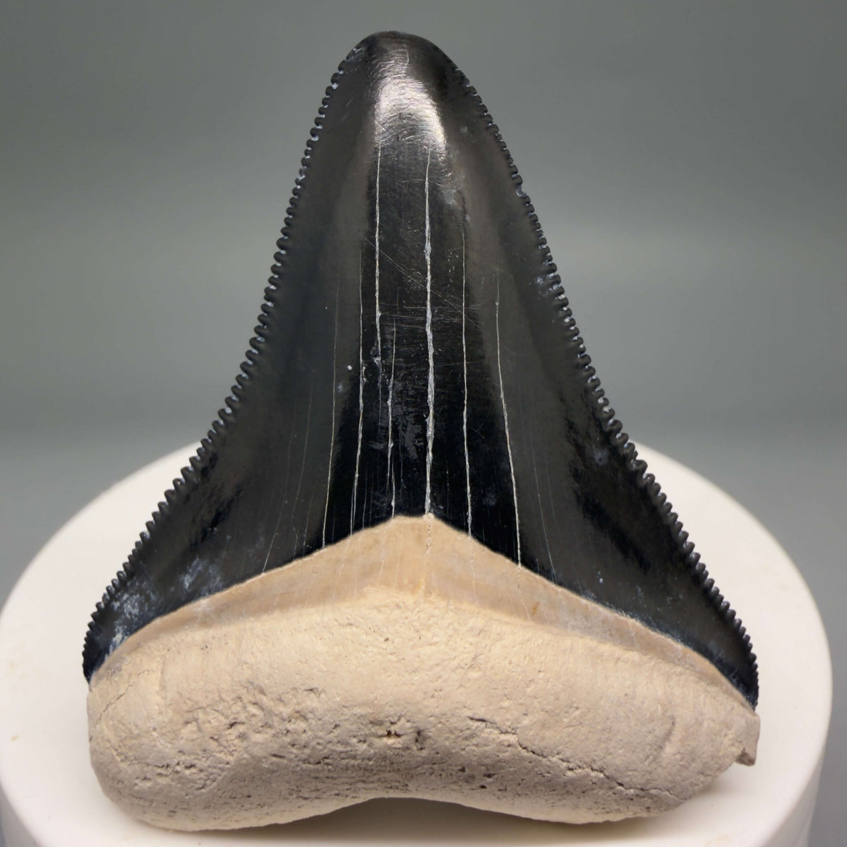 Front View Gorgeous, serrated 2.00" Fossil Megalodon Shark Tooth - Bone Valley, Florida mealodonteeth.com CM6677