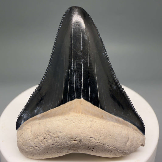 Front View Gorgeous, serrated 2.00" Fossil Megalodon Shark Tooth - Bone Valley, Florida mealodonteeth.com CM6677