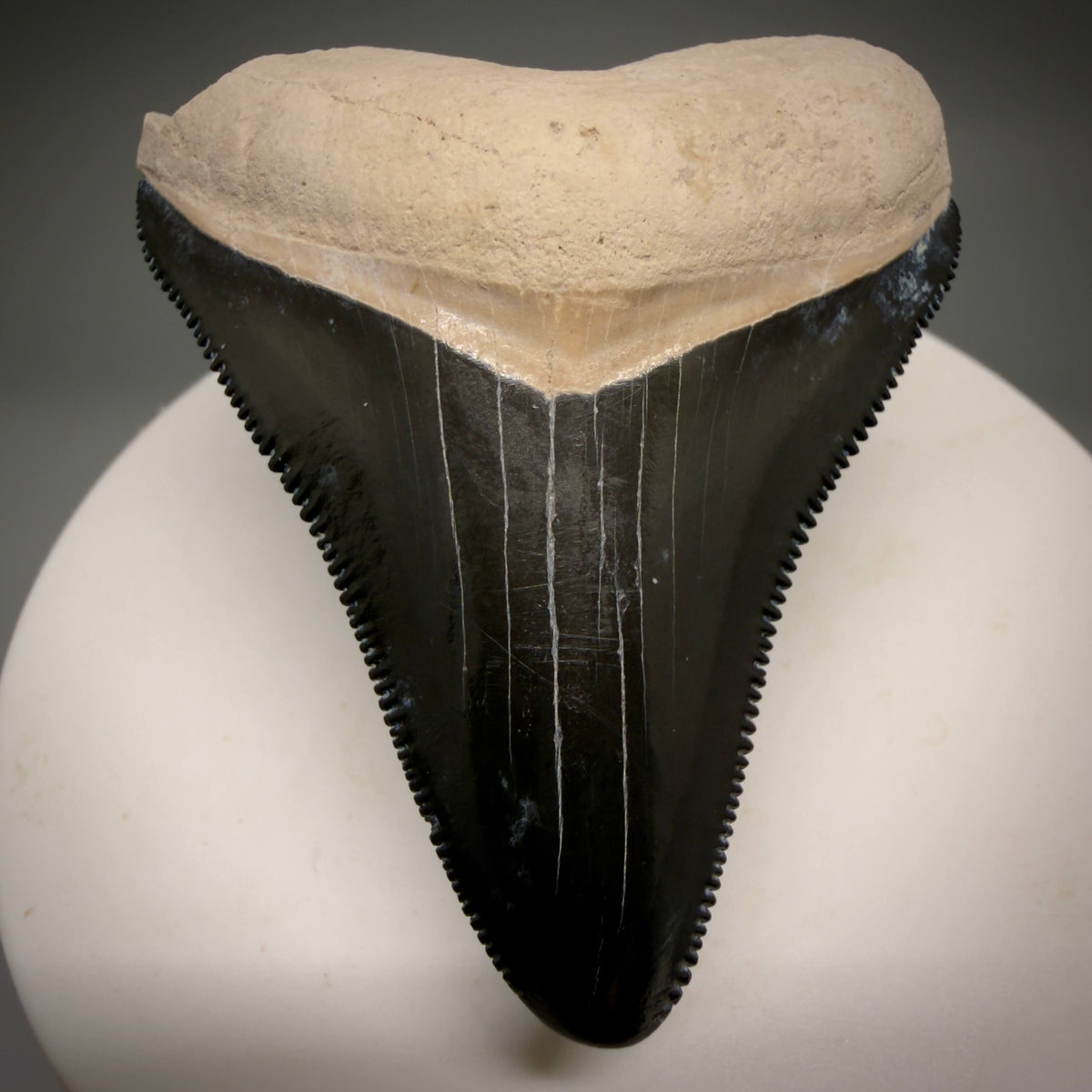 Front View Gorgeous, serrated 2.00" Fossil Megalodon Shark Tooth - Bone Valley, Florida mealodonteeth.com CM6677 - 1