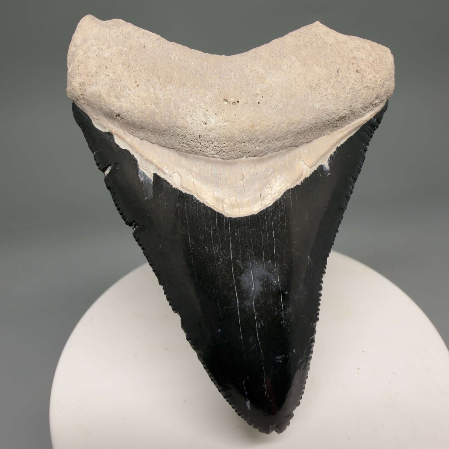 Front View Gorgeous, serrated 2.86" Fossil Megalodon Shark Tooth - Bone Valley, Florida megalodonteeth.com CM6679