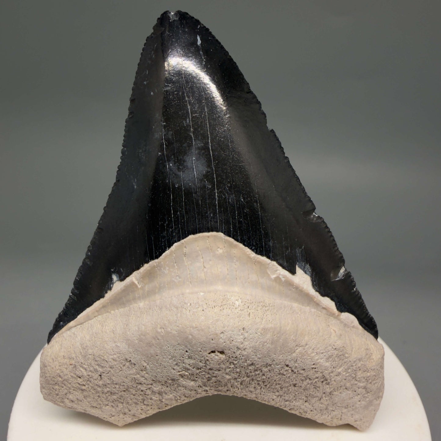Front View Gorgeous, serrated 2.86" Fossil Megalodon Shark Tooth - Bone Valley, Florida megalodonteeth.com CM6679 - 1