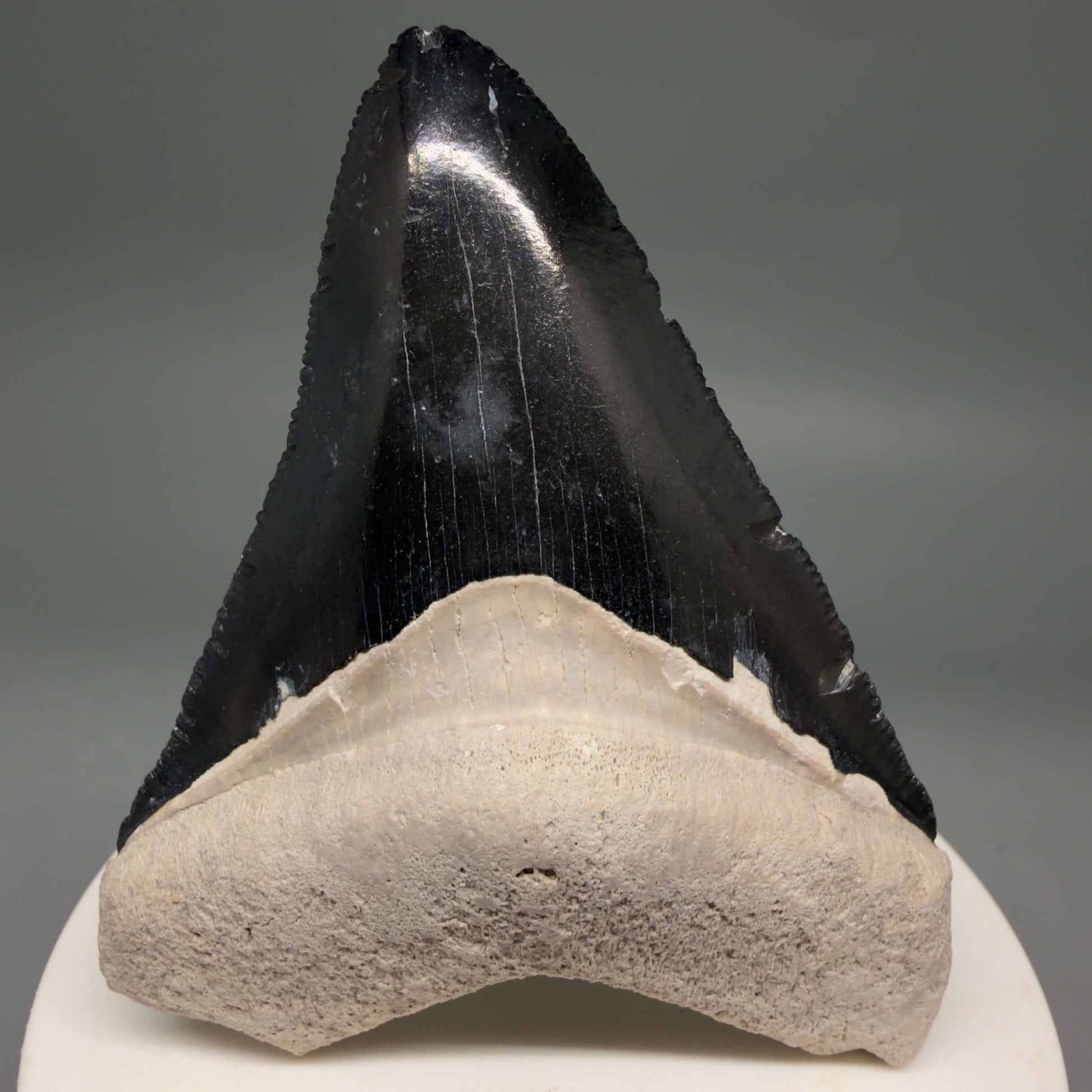 Front View Gorgeous, serrated 2.86" Fossil Megalodon Shark Tooth - Bone Valley, Florida megalodonteeth.com CM6679 - 1