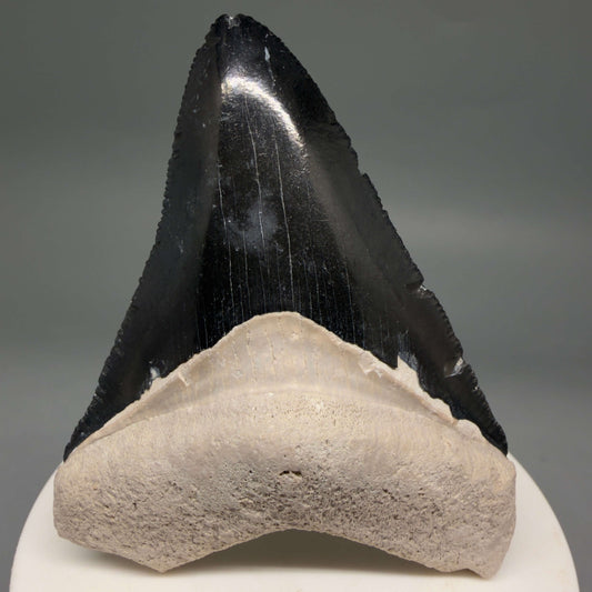 Front View Gorgeous, serrated 2.86" Fossil Megalodon Shark Tooth - Bone Valley, Florida megalodonteeth.com CM6679 - 1