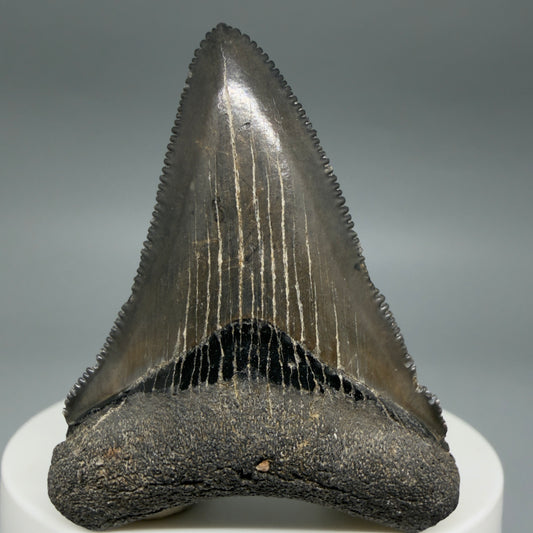 Front View Gorgeous, sharply serrated 2.09" Fossil Megalodon Tooth – South Carolina River Find | Authentic CM6394
