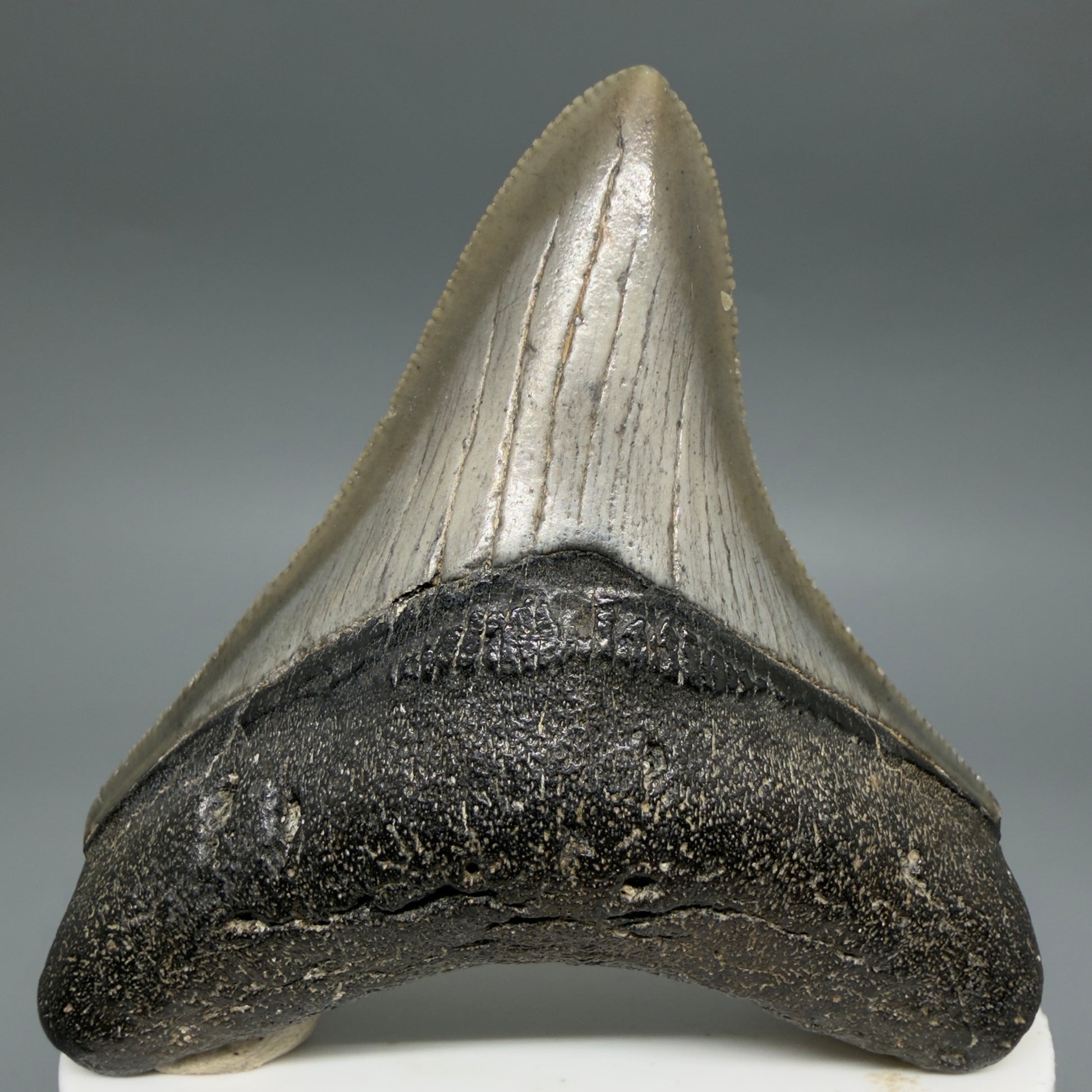 Front View Gorgeous, sharply serrated 2.81" Fossil Megalodon Tooth – South Carolina River Find | Authentic CM6401