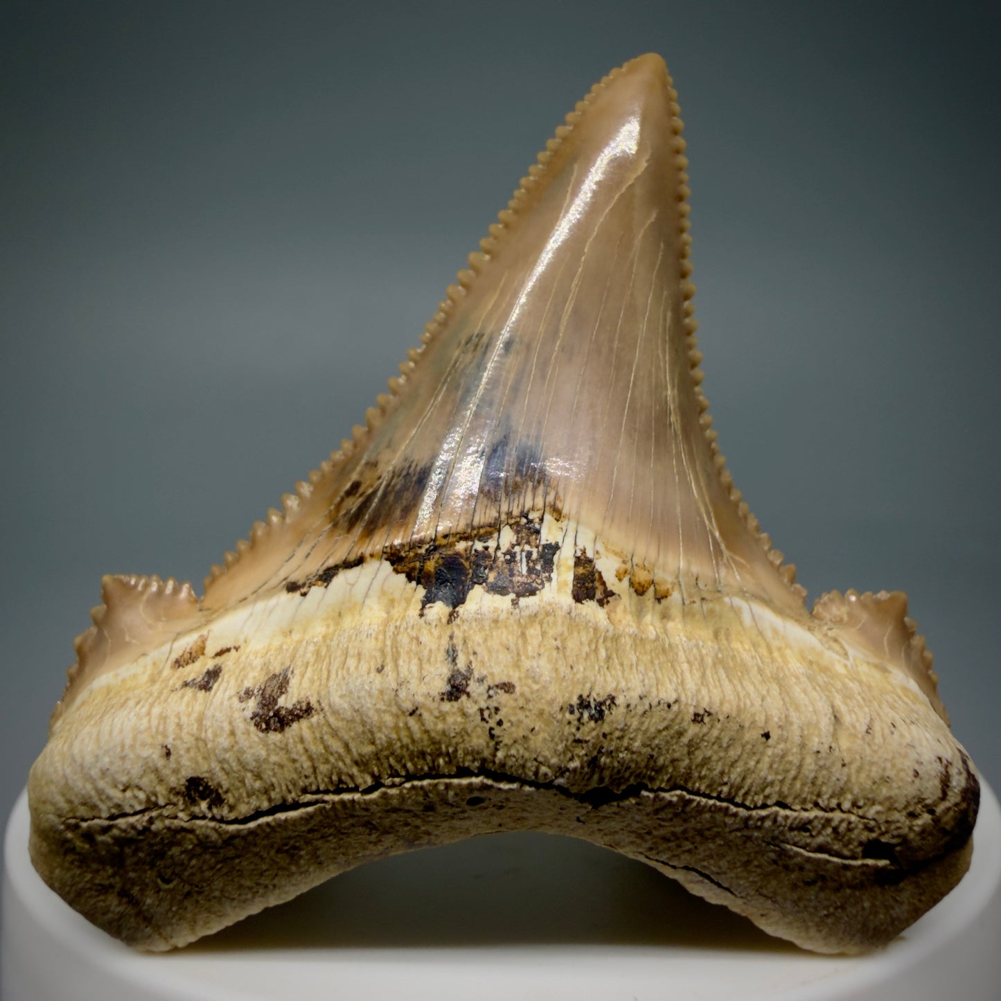 Front View Gorgeous, superb 2.08" Carcharocles sokolowi (auriculatus) Shark Tooth Fossil - Kazakhstan AU394