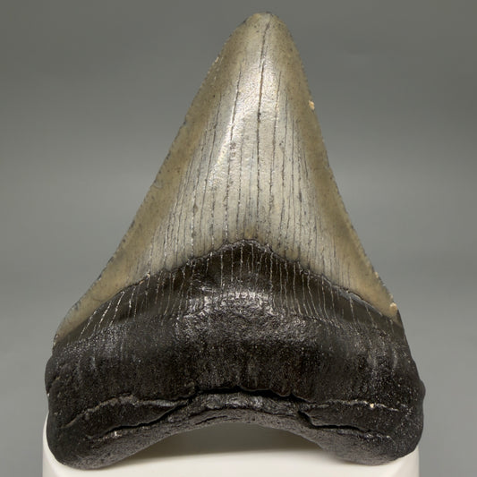 Front View Great Shape 3.03" Megalodon Tooth from South Carolina megalodonteeth.com CM6555
