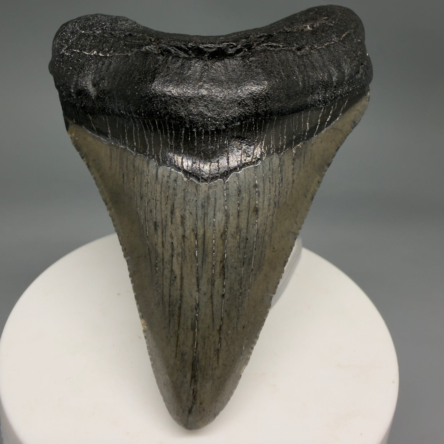 Front View Great Shape 3.03" Megalodon Tooth from South Carolina megalodonteeth.com CM6555 - 1