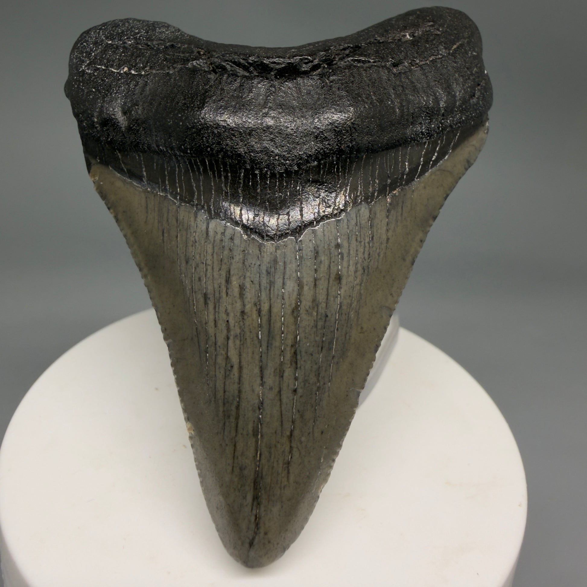 Front View Great Shape 3.03" Megalodon Tooth from South Carolina megalodonteeth.com CM6555 - 1