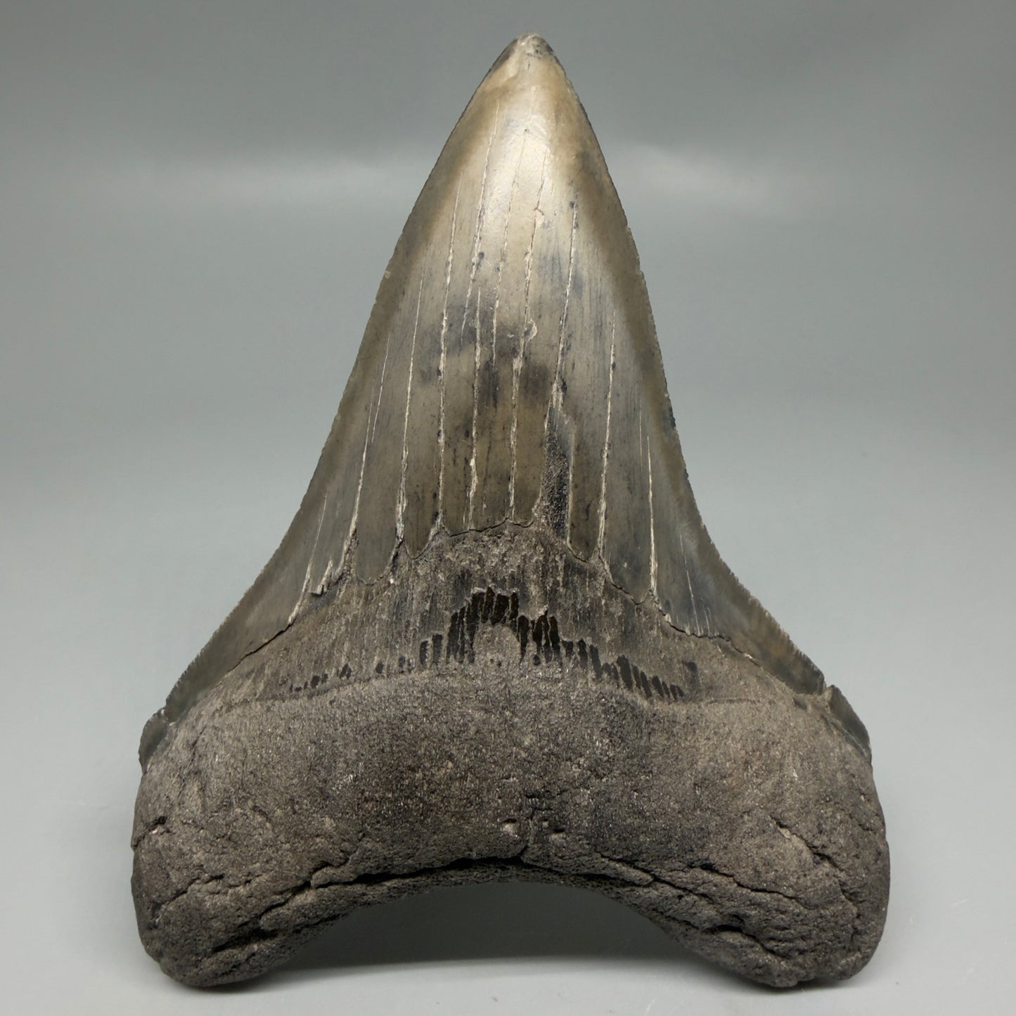 Front View Great Shape Complete Lower 4.52" Megalodon Tooth from South Carolina CM6334