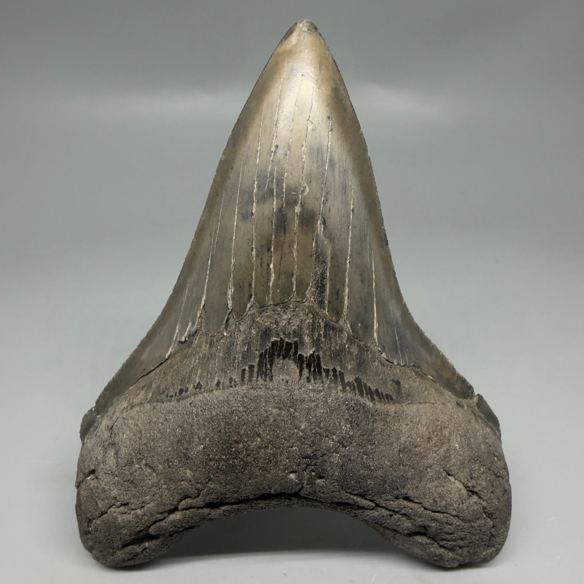 Front View Great Shape Complete Lower 4.52" Megalodon Tooth from South Carolina CM6334