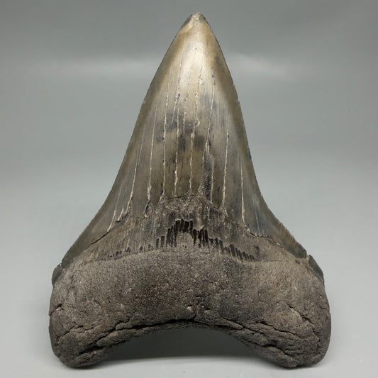 Front View Great Shape Complete Lower 4.52" Megalodon Tooth from South Carolina CM6334