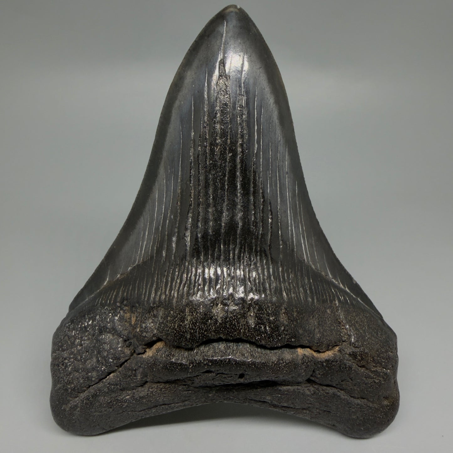 Front View Great Shape Complete Lower 4.70" Megalodon Tooth from South Carolina CM6261
