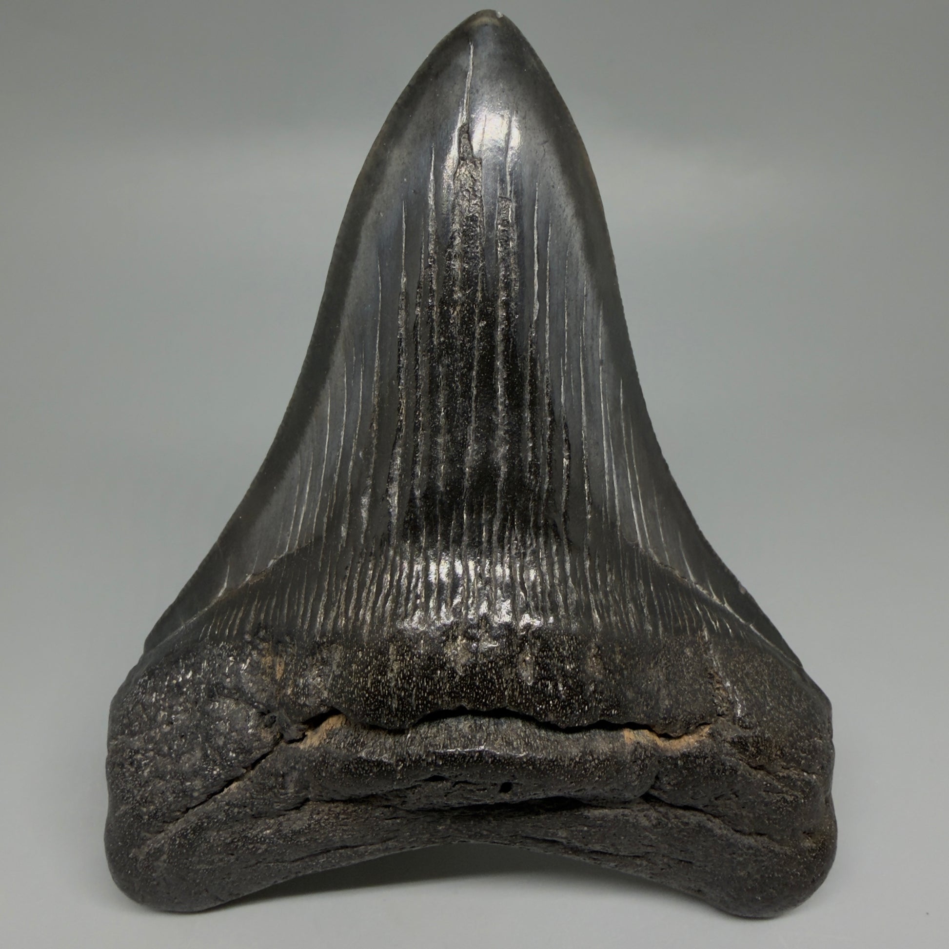 Front View Great Shape Complete Lower 4.70" Megalodon Tooth from South Carolina CM6261