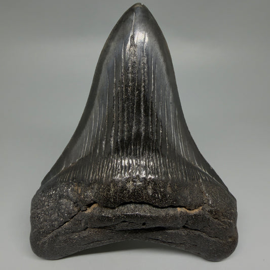 Front View Great Shape Complete Lower 4.70" Megalodon Tooth from South Carolina CM6261