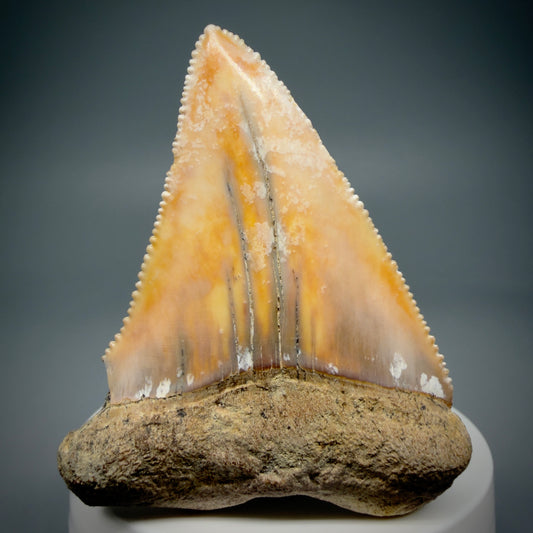 Front View HUGE - Colorful 2.67" Fossil Great White Shark Tooth from B. California GW1289