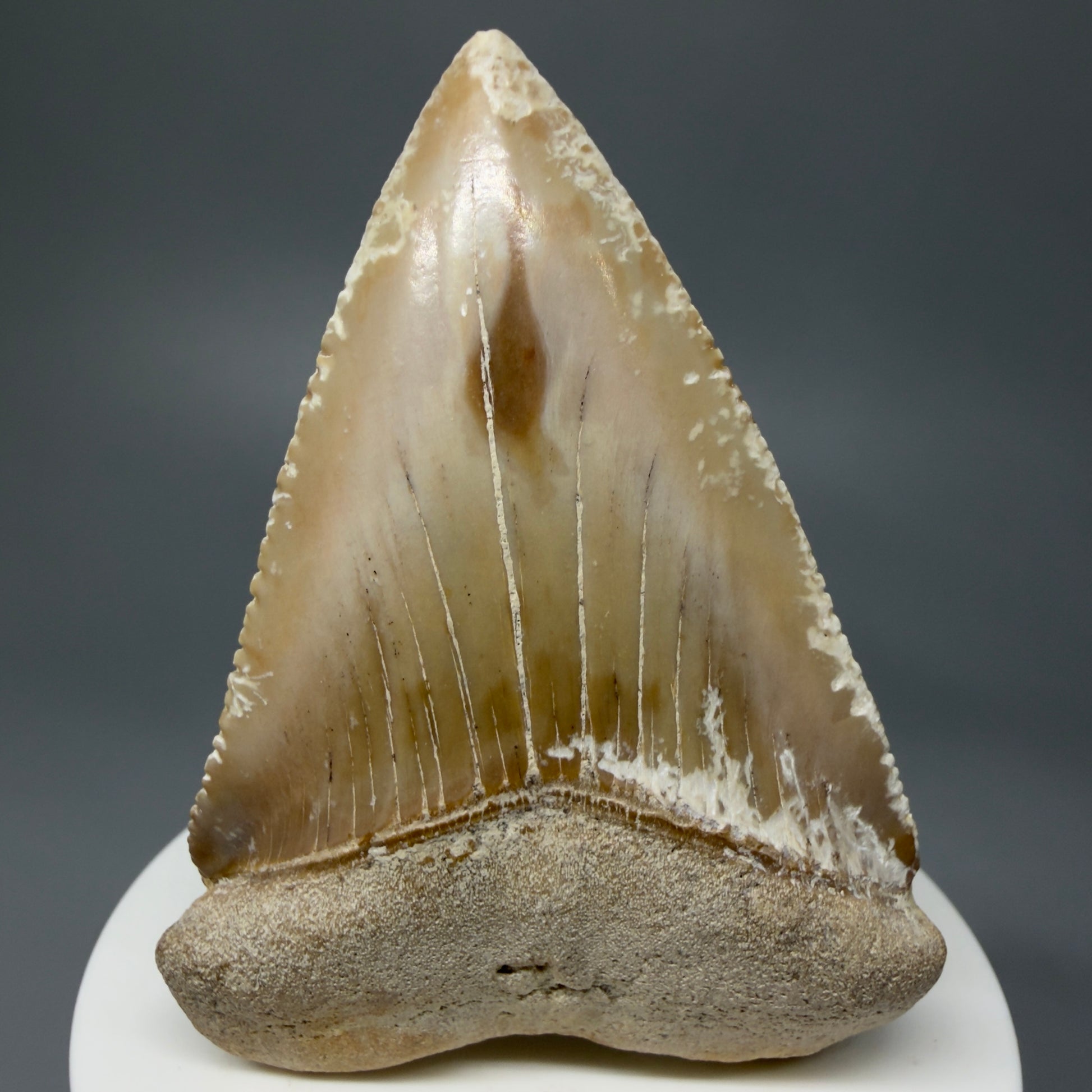Front View HUGE - Colorful 2.84" Fossil Great White Shark Tooth from B. California GW1237 