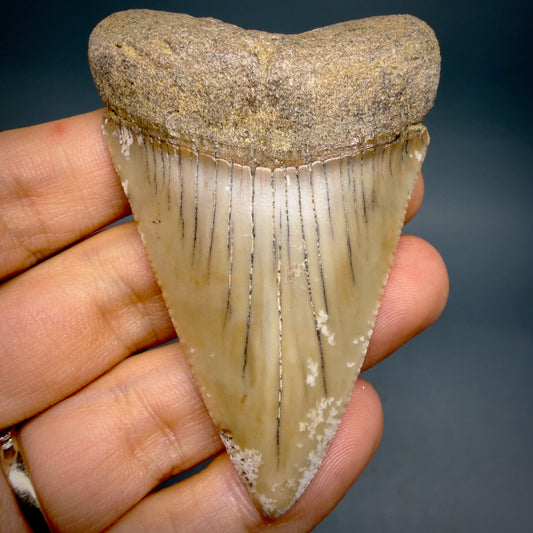 Front View HUGE - Colorful 2.88" Fossil Great White Shark Tooth from B. California GW1349