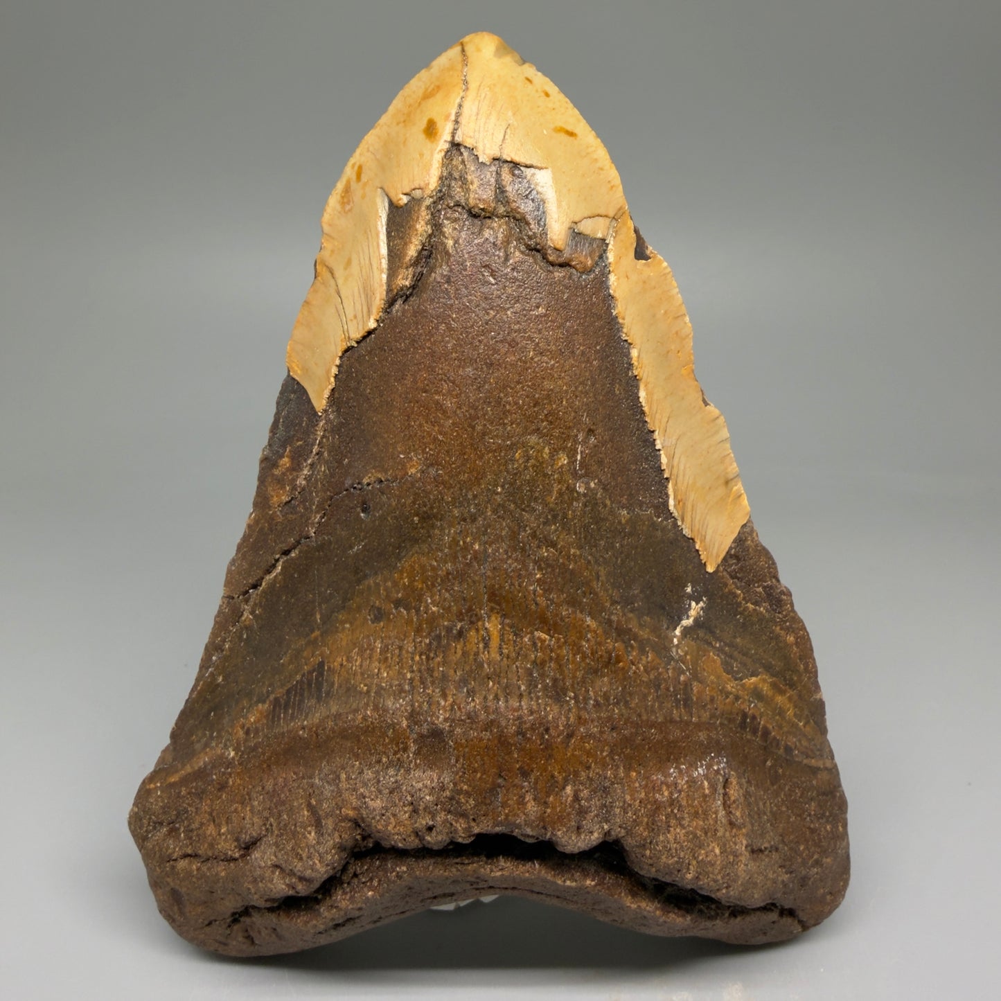 Front View HUGE 6.02" Fossil Megalodon Shark Tooth - Wilmington North Carolina CM5882