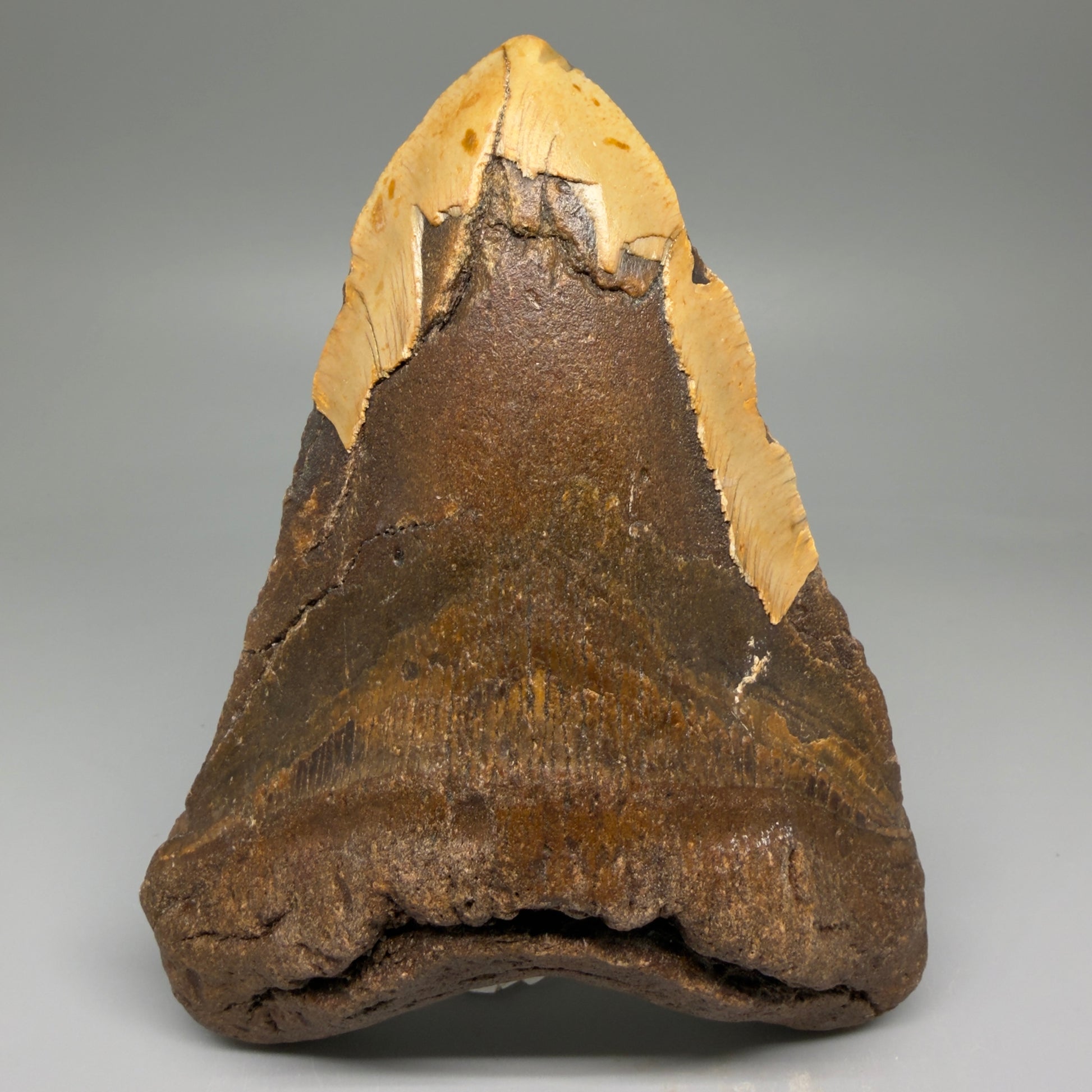 Front View HUGE 6.02" Fossil Megalodon Shark Tooth - Wilmington North Carolina CM5882