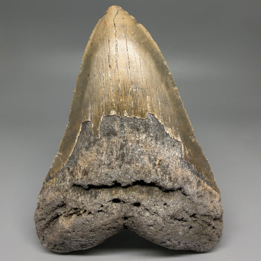Front View HUGE 6.03" Fossil Megalodon Shark Tooth - Wilmington North Carolina CM6277
