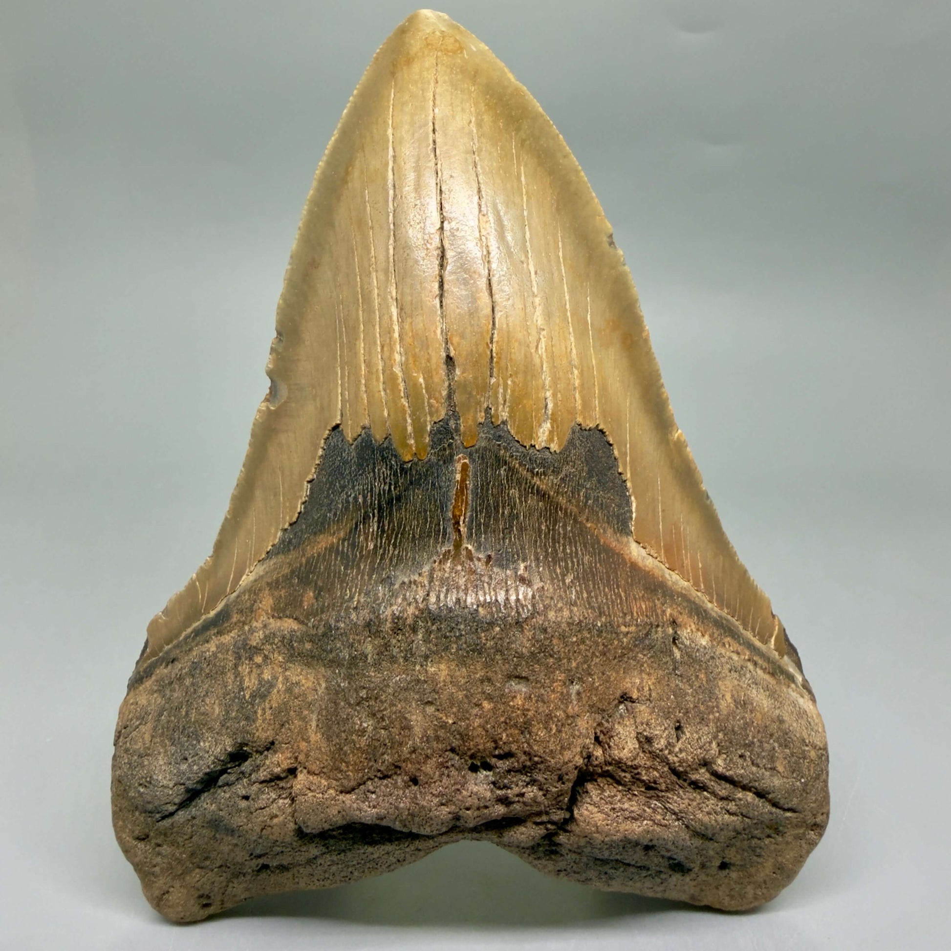 Front View HUGE Lower 6.08" Fossil Megalodon Shark Tooth - Wilmington North Carolina CM6449