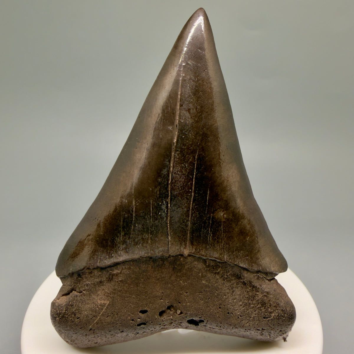 Front View HUGE, XL 3.00" Fossil Extinct Mako - Isurus hastalis Tooth from Saint Mary's River, Georgia M630 - 1