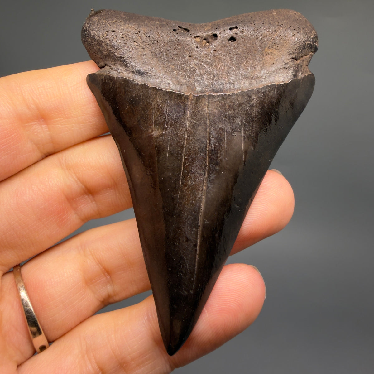 Front View HUGE, XL 3.00" Fossil Extinct Mako - Isurus hastalis Tooth from Saint Mary's River, Georgia M630 - 2
