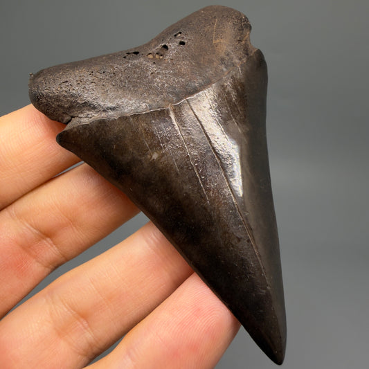 Front View HUGE, XL 3.00" Fossil Extinct Mako - Isurus hastalis Tooth from Saint Mary's River, Georgia M630