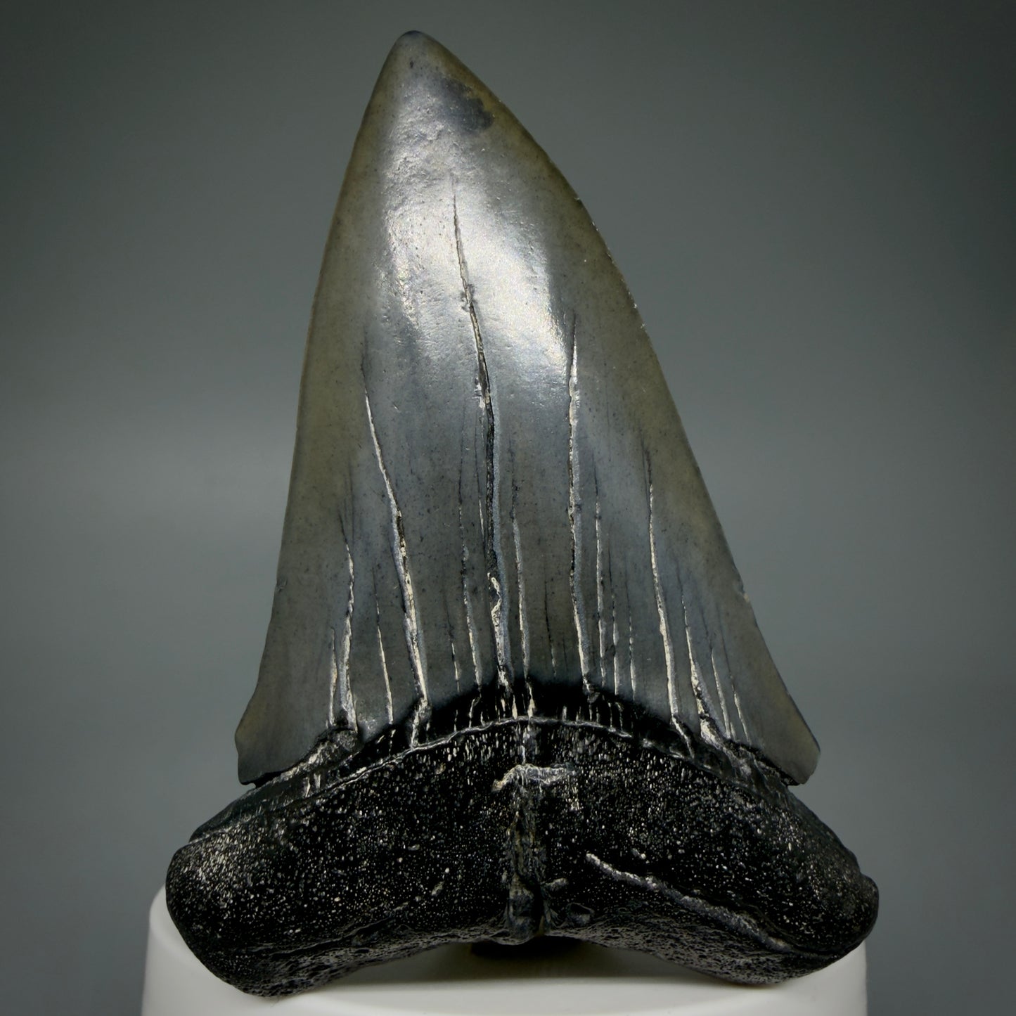 Front View HUGE, XL 3.03" Fossil Extinct Mako - Isurus hastalis Tooth from South Carolina M610