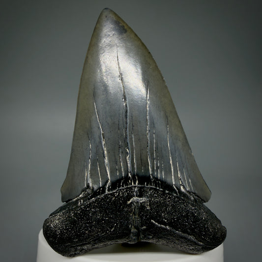 Front View HUGE, XL 3.03" Fossil Extinct Mako - Isurus hastalis Tooth from South Carolina M610