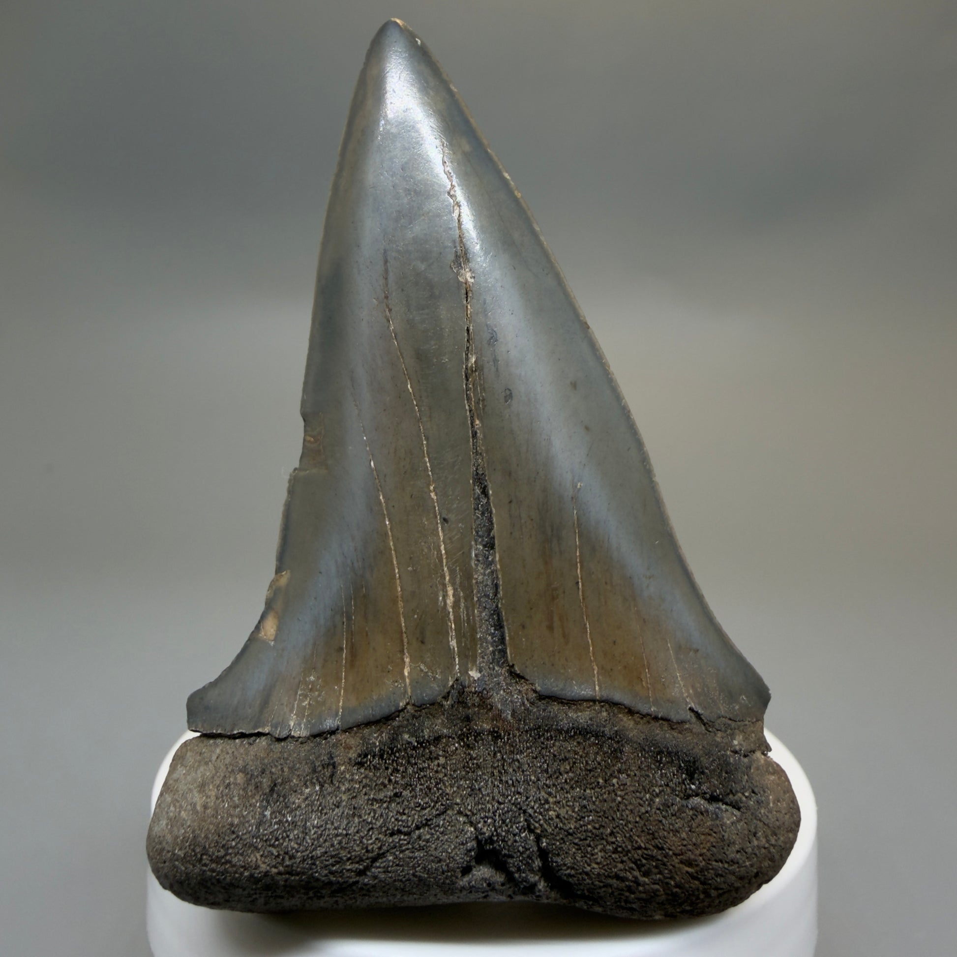 Front View HUGE, XL 3.10" Fossil Extinct Mako - Isurus hastalis Tooth from Georgia CM616