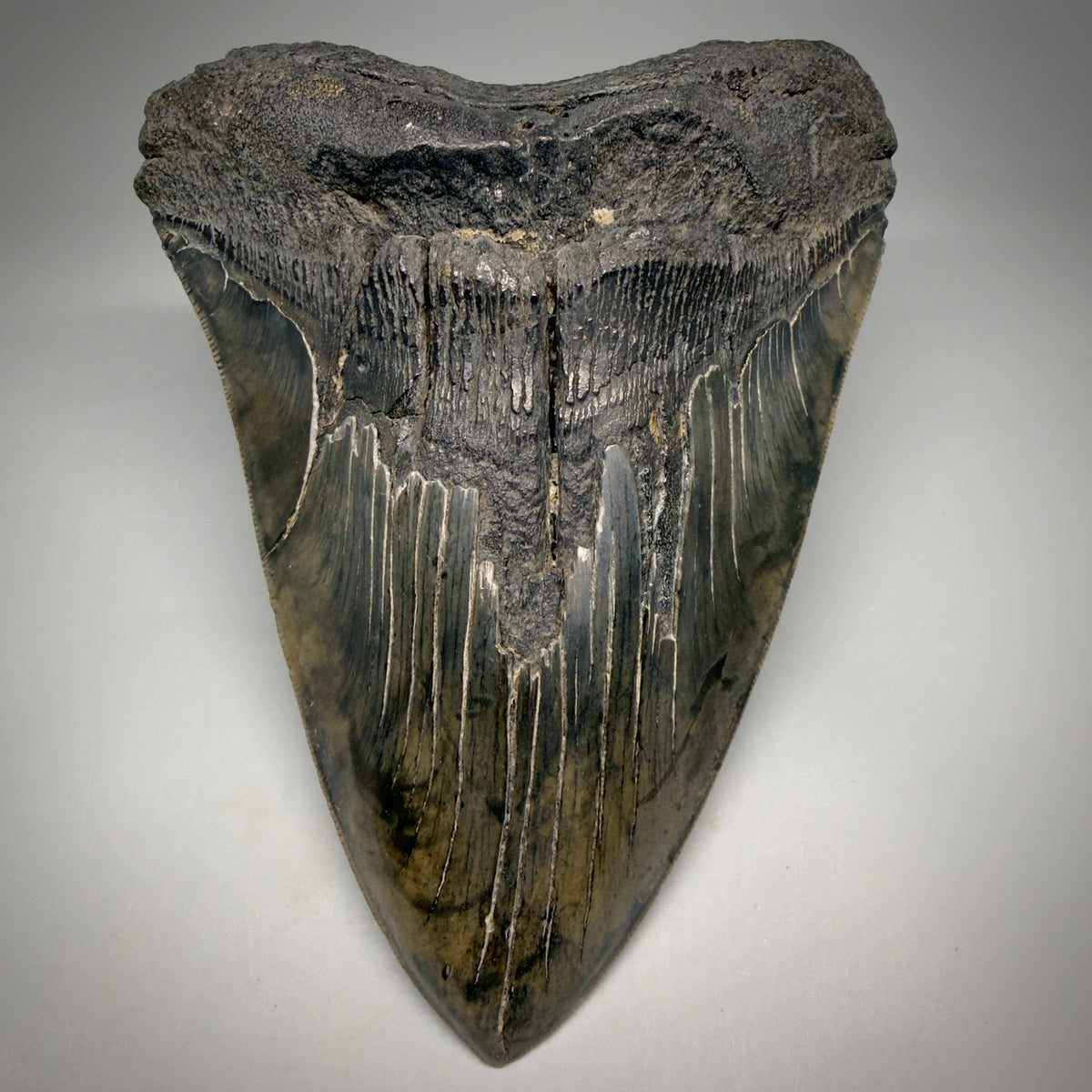 Front View HUGE, colorful, serrated 6.23" Fossil Monster Megalodon Tooth - South Carolina, USA megalodonteeth.com CM6603