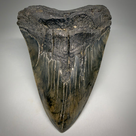 Front View HUGE, colorful, serrated 6.23" Fossil Monster Megalodon Tooth - South Carolina, USA megalodonteeth.com CM6603