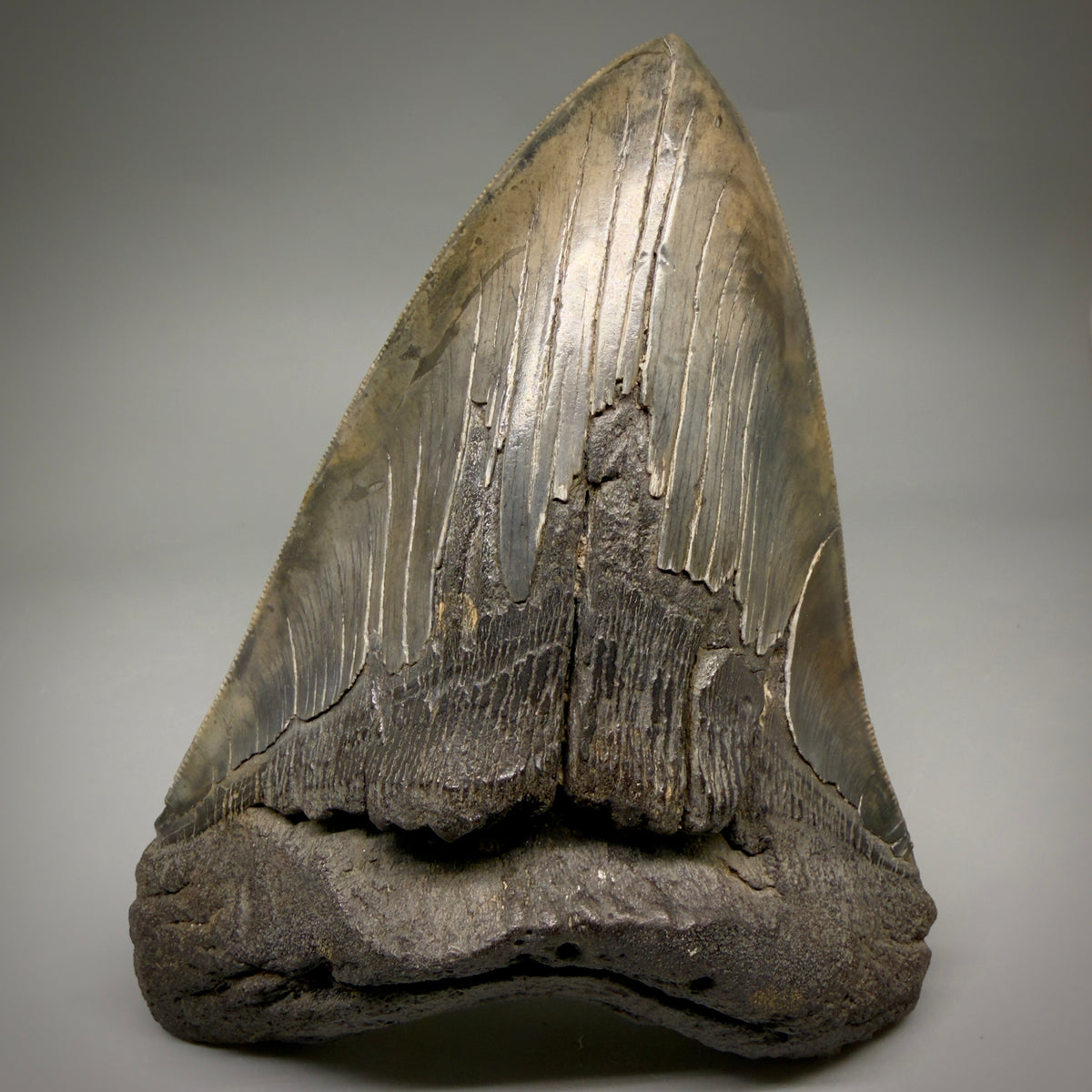 Front View HUGE, colorful, serrated 6.23" Fossil Monster Megalodon Tooth - South Carolina, USA megalodonteeth.com CM6603 - 1
