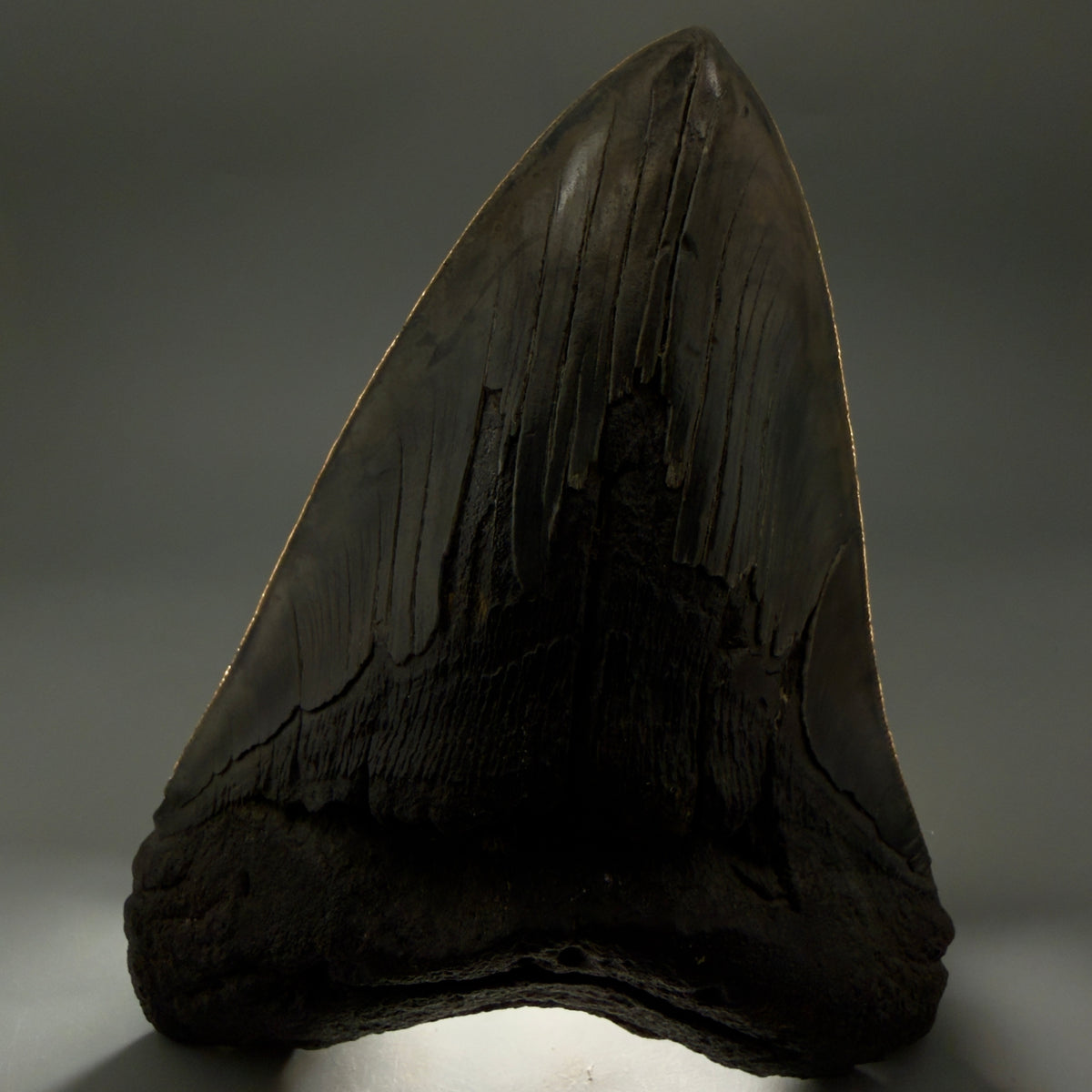 Front View HUGE, colorful, serrated 6.23" Fossil Monster Megalodon Tooth - South Carolina, USA megalodonteeth.com CM6603 - 2