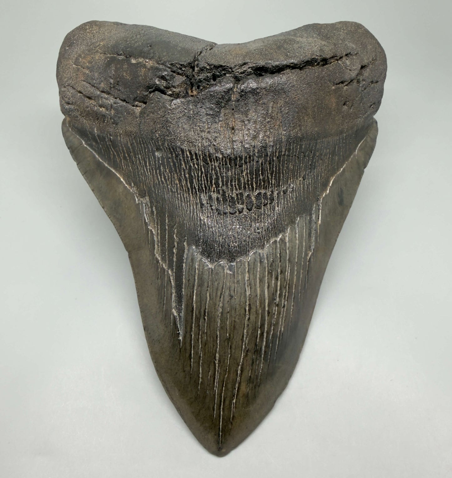 Front View HUGE, dark colored 6.26" Fossil Monster Megalodon Tooth - South Carolina, USA CM6445 - 1